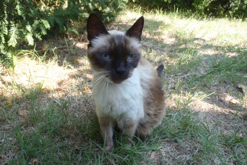 Fundmeldung Katze Weiblich Loriol-du-Comtat Frankreich