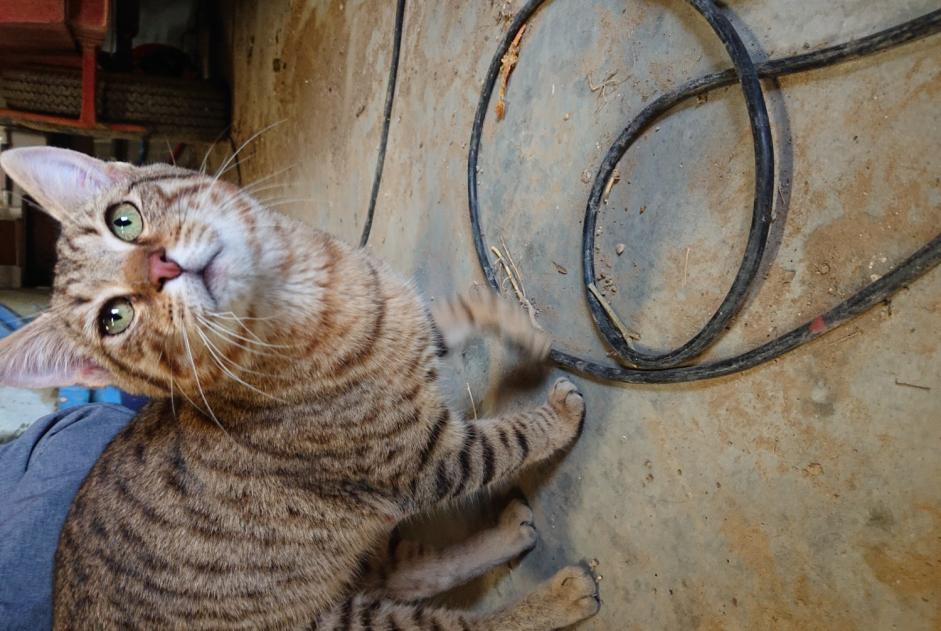 Fundmeldung Katze Männliche , 1 Jahr Cairanne Frankreich