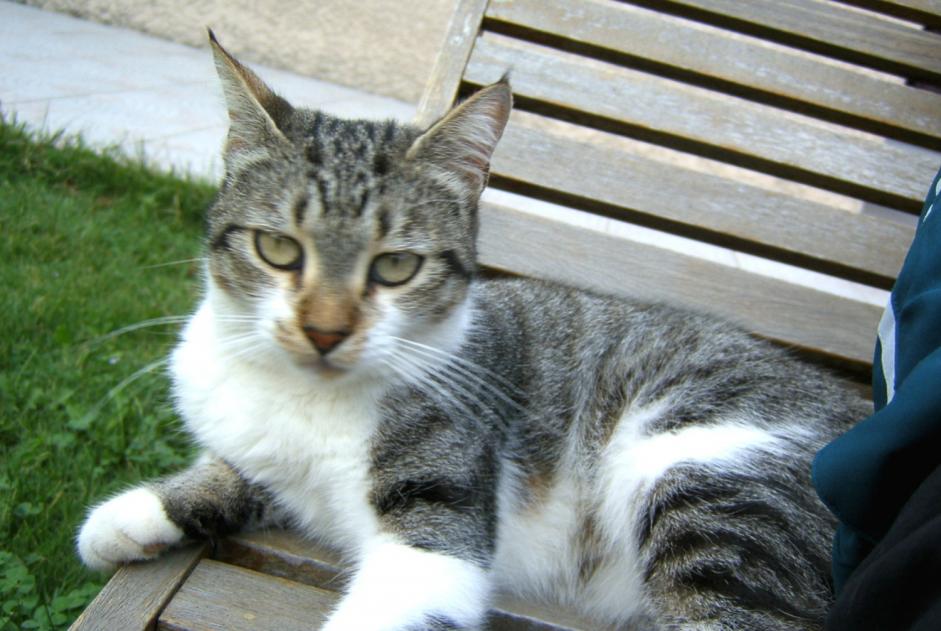 Vermisstmeldung Katze Weiblich , 13 jahre Camaret-sur-Aigues Frankreich