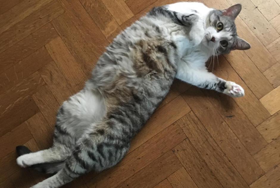 Vermisstmeldung Katze Männliche , 6 jahre Lauris Frankreich Vermisstmeldung Katze Männliche , 6 jahre Lauris Frankreich