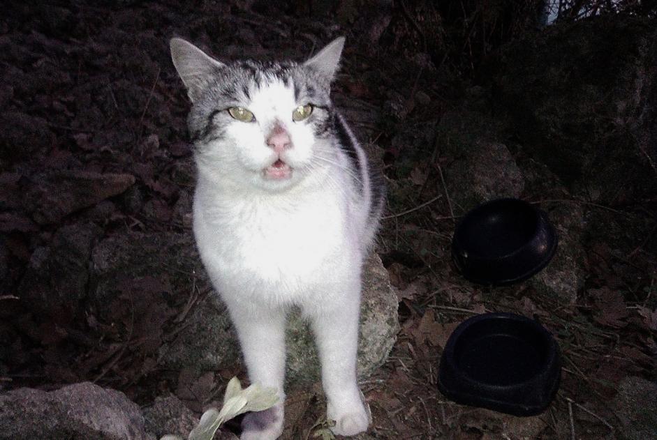 Discovery alert Cat miscegenation  Male , 3 years Viens France