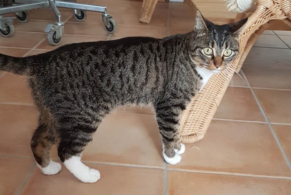 Disappearance alert Cat miscegenation Female , 4 years Bédoin France Disappearance alert Cat miscegenation Female , 4 years Bédoin France