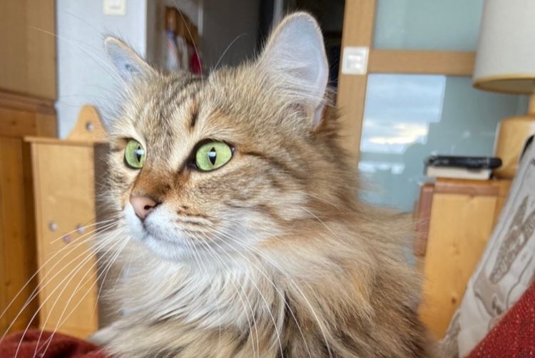 Disappearance alert Cat  Female , 2 years Carpentras France