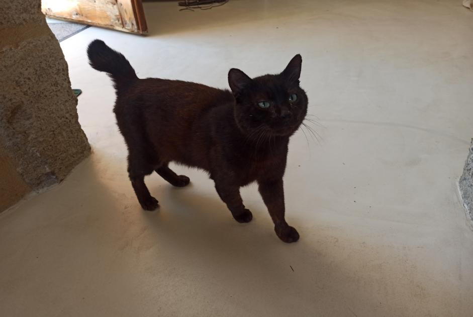 Discovery alert Cat Male Sarrians France