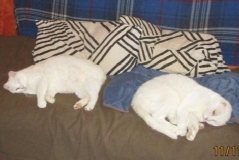 Alerte Disparition Chat croisement  Mâle , 22 ans Sorgues France