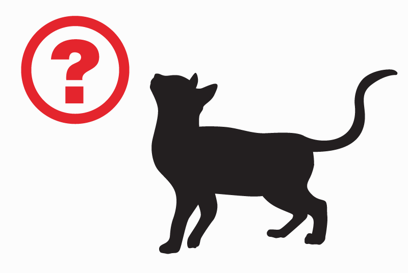 Alerte Disparition Chat  Femelle , 10 ans La Motte-d'Aigues France