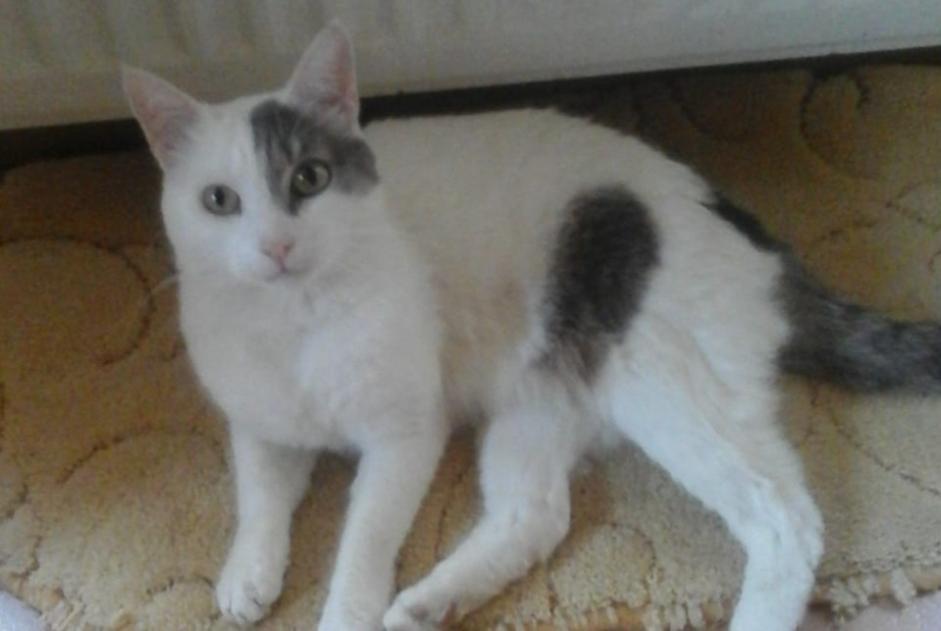 Alerte Disparition Chat Mâle , 8 ans Bédarrides France Alerte Disparition Chat Mâle , 8 ans Bédarrides France