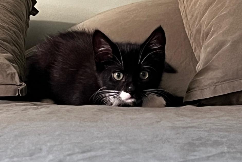 Alerte Disparition Chat Mâle , 0 ans Cavaillon France
