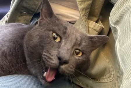 Alerte Découverte Chat Inconnu Avignon France Alerte Découverte Chat Inconnu Avignon France