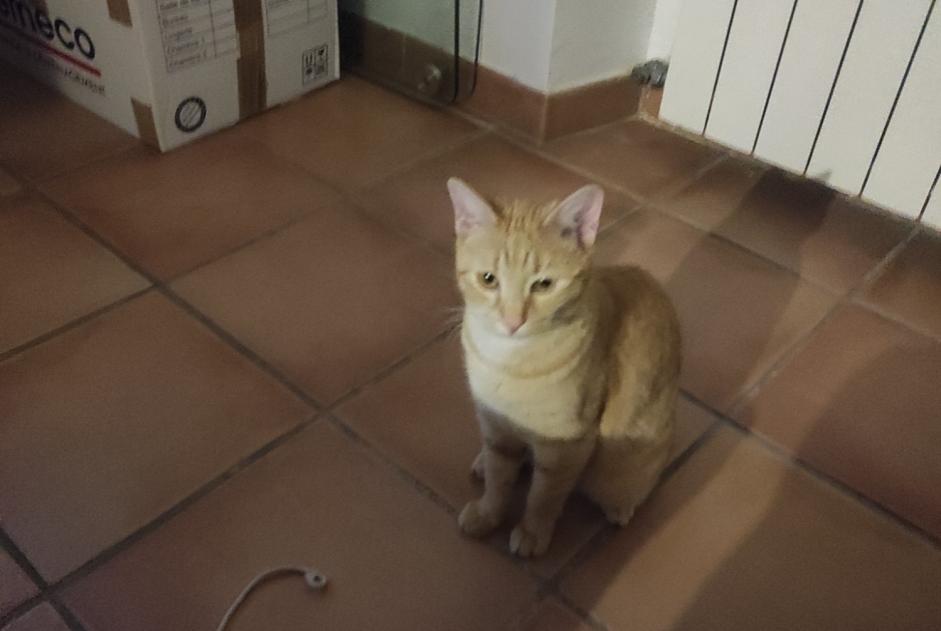 Alerte Disparition Chat Femelle , 1 ans Orange France