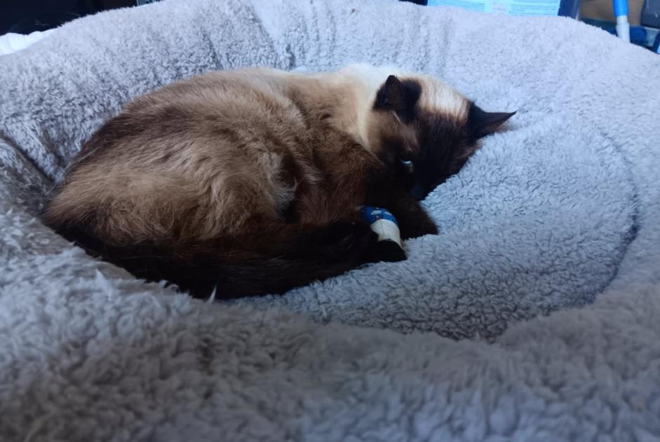 Alerte Disparition Chat Femelle , 4 ans Sorgues France Alerte Disparition Chat Femelle , 4 ans Sorgues France