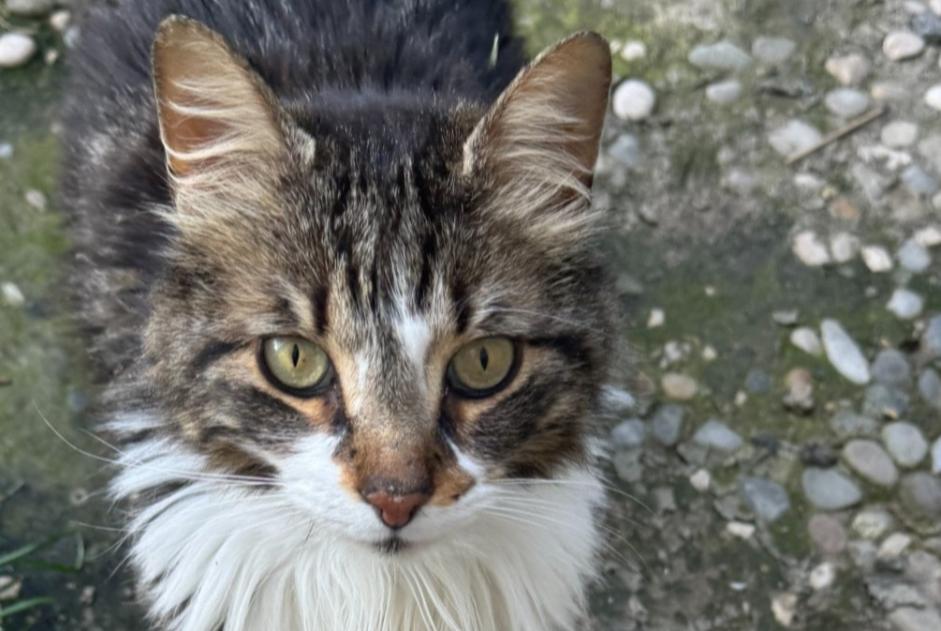 Alerte Disparition Chat croisement Mâle , 7 ans Bédarrides France Alerte Disparition Chat croisement Mâle , 7 ans Bédarrides France