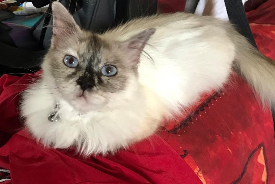 Alerte Disparition Chat Femelle , 10 ans Le Pontet France Alerte Disparition Chat Femelle , 10 ans Le Pontet France