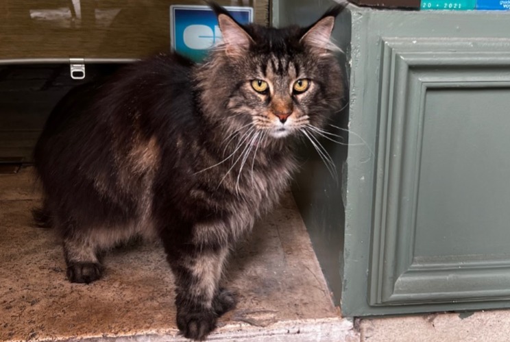 Alerte Découverte Chat Femelle Orange France
