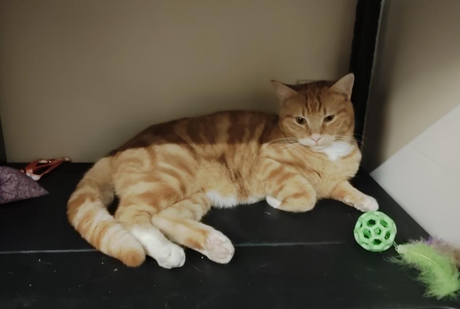 Alerte Disparition Chat Mâle , 1 ans Avignon France