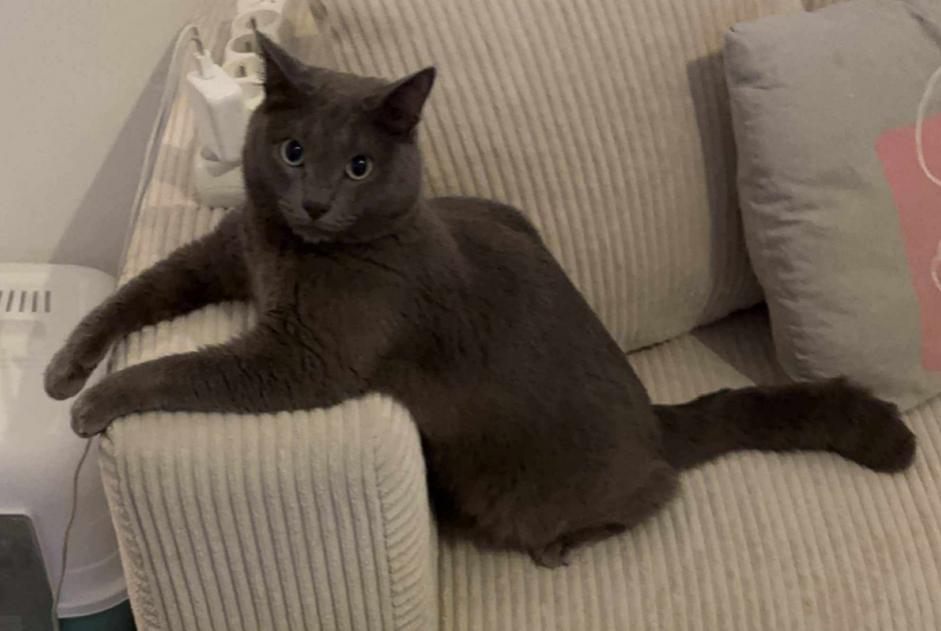 Alerte Disparition Chat Mâle , 2 ans Mazan France