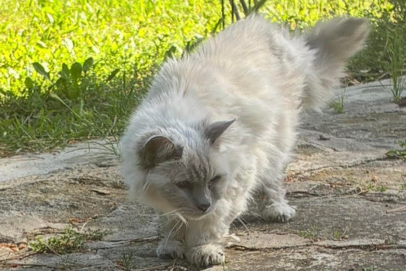 Alerte Découverte Chat Inconnu Mazan France