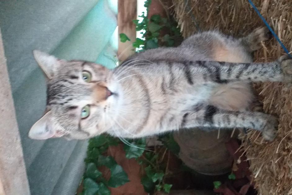 Alerte Disparition Chat Femelle , 3 ans La Bastide-des-Jourdans France
