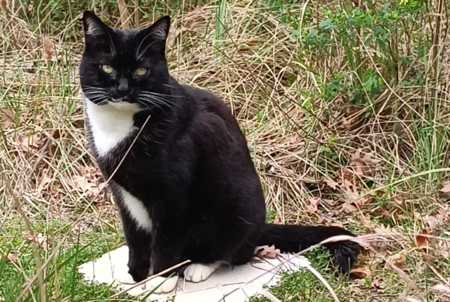 Avviso scomparsa Gatto  Maschio , 13 anni Bédoin Francia