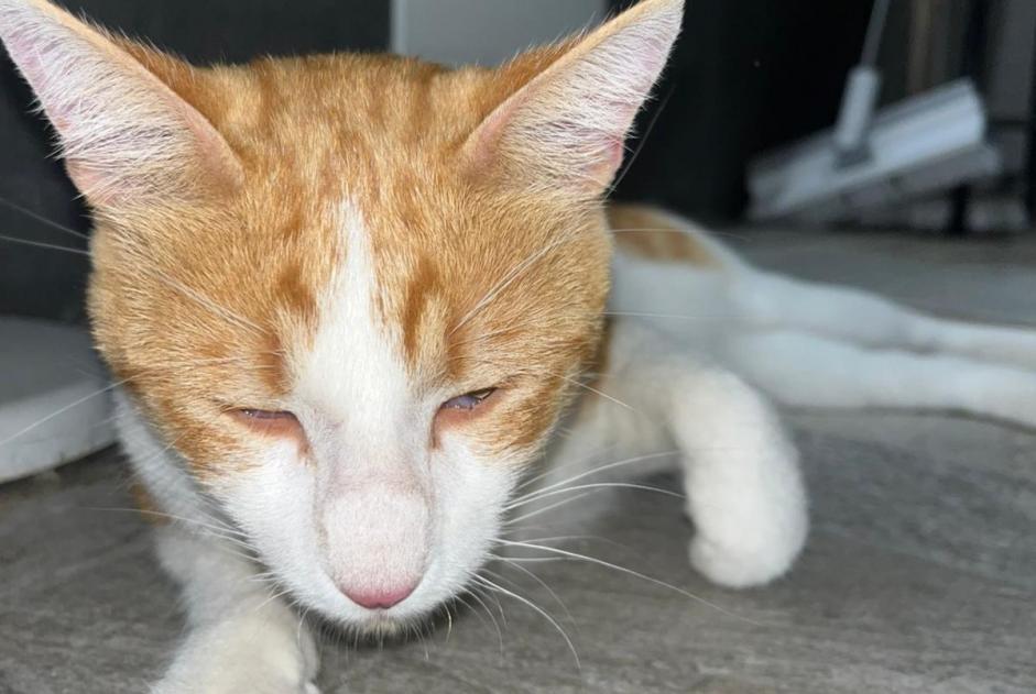 Ontdekkingsalarm Kat Onbekend Avignon Frankrijk
