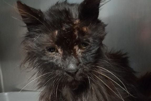 Ontdekkingsalarm Kat Mannetje Caseneuve Frankrijk Ontdekkingsalarm Kat Mannetje Caseneuve Frankrijk