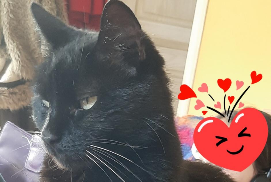 Alerta desaparecimento Gato Fêmea , 14 anos Bédarrides France