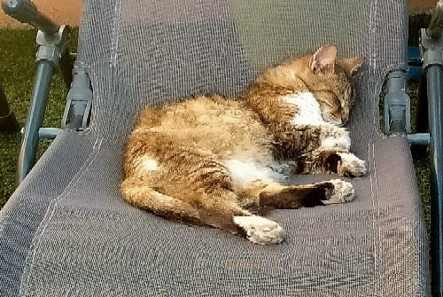 Alerta descoberta Gato Desconhecido Sarrians France