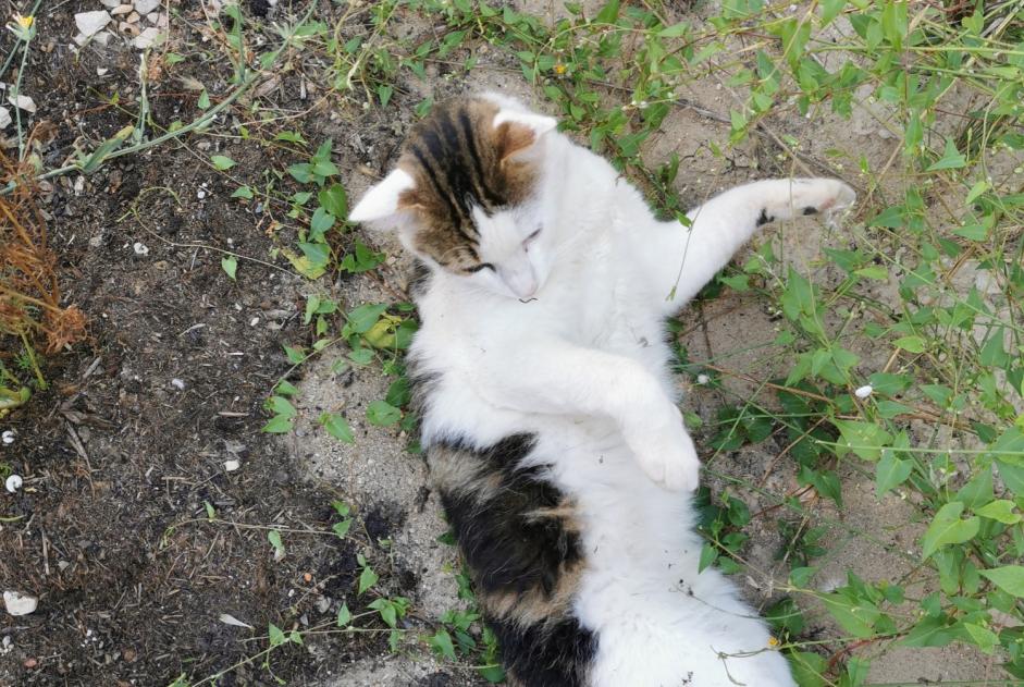Alerta descoberta Gato cruzamento  Macho La Bastidonne France