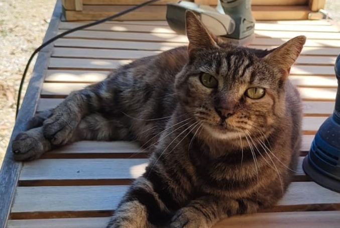 Alerta desaparecimento Gato cruzamento  Fêmea , 12 anos Piolenc France