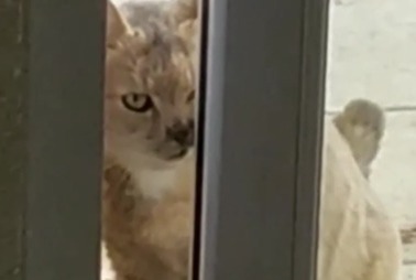 Alerta desaparecimento Gato cruzamento  Fêmea , 8 anos Piolenc France