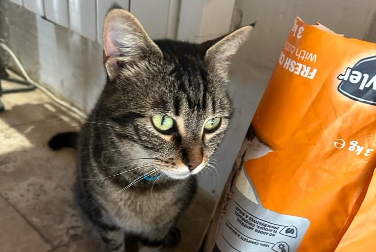 Alerta desaparecimento Gato  Fêmea , 3 anos La Tour-d'Aigues France