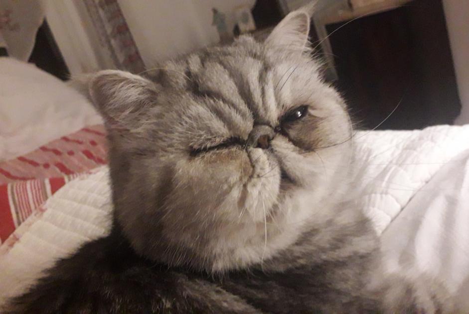 Alerta desaparecimento Gato  Macho , 6 anos Le Pontet France