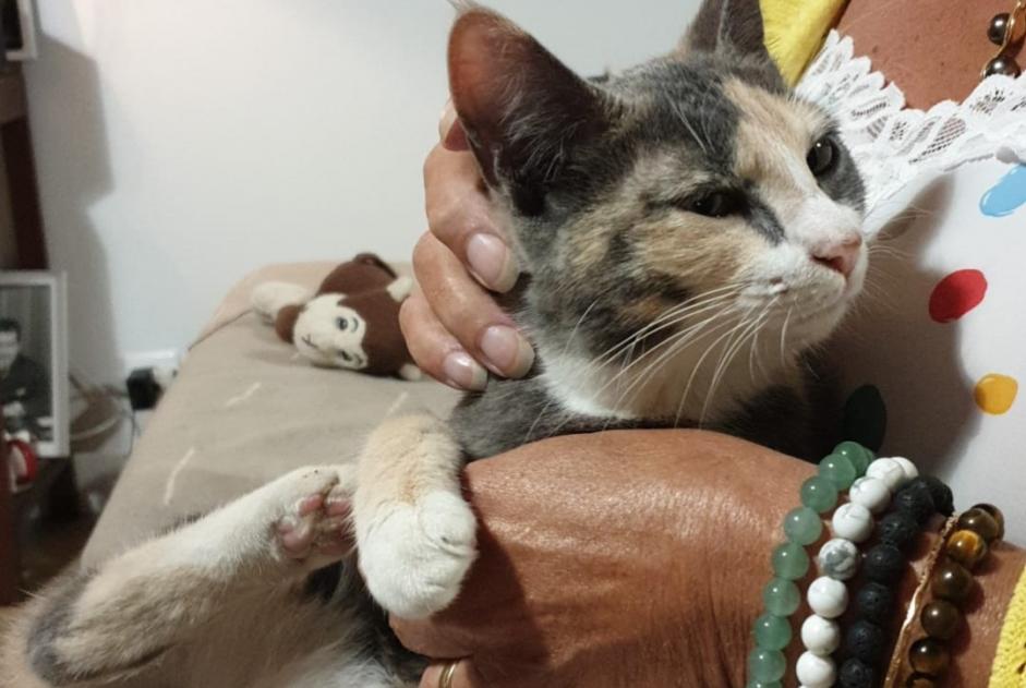 Alerta descoberta Gato cruzamento  Fêmea Avignon France