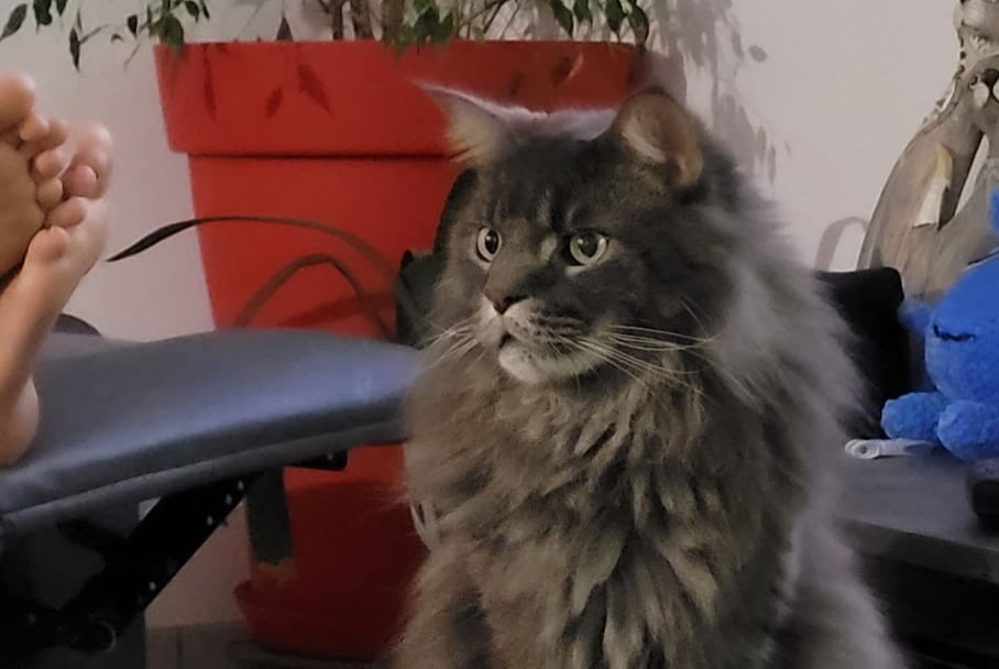 Alerta desaparecimento Gato  Macho , 3 anos Le Thor France