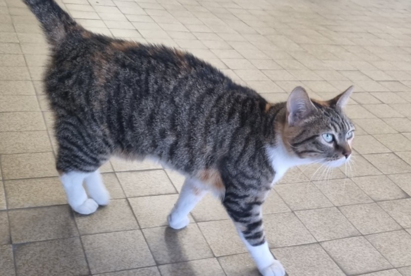 Alerta descoberta Gato Fêmea Avignon France